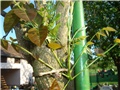 glicinija